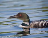 Common Loon